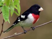 Rose Breasted Grosbeak